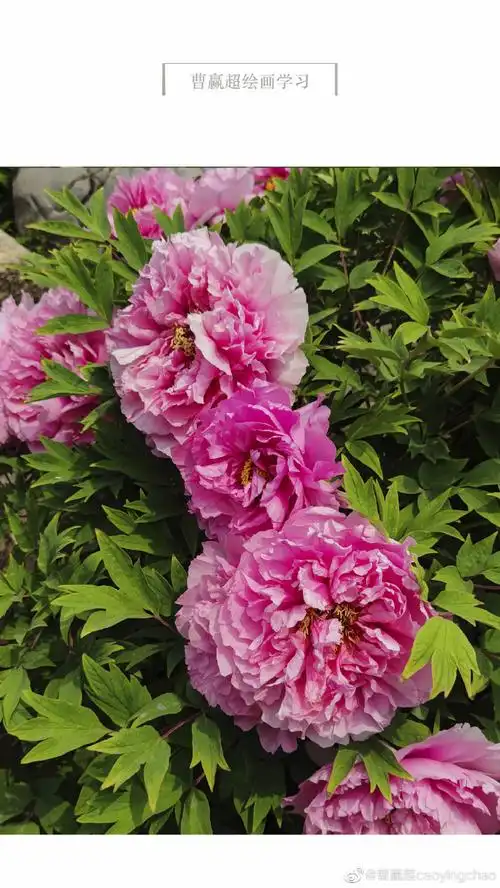 写了八朵牡丹花.