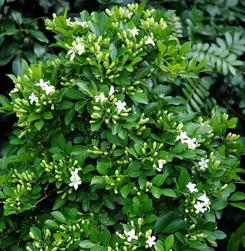 养棵"九里香"吧,香气浓郁,树型很美,花期很长,值得入手