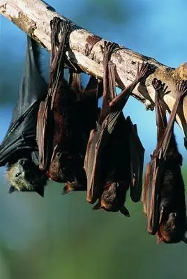 蝙蝠在树上睡觉的图片谁有?我要来画画的