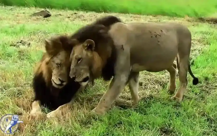 坏男孩雄狮联盟图库