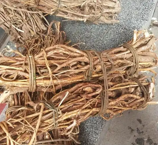 白毛桃根的功效与作用(五指毛桃也叫广东人参) - 行就行