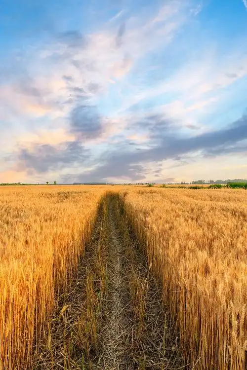 丰收季的喜悦:金色麦田的奋斗与欢笑