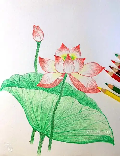 彩铅11:荷花纸张:晨光素描纸彩铅:421,426,459,407 478 470