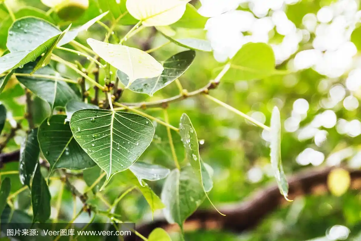 印度比哈尔邦菩提伽耶摩诃菩提寺附近菩提树上的露菩提叶.