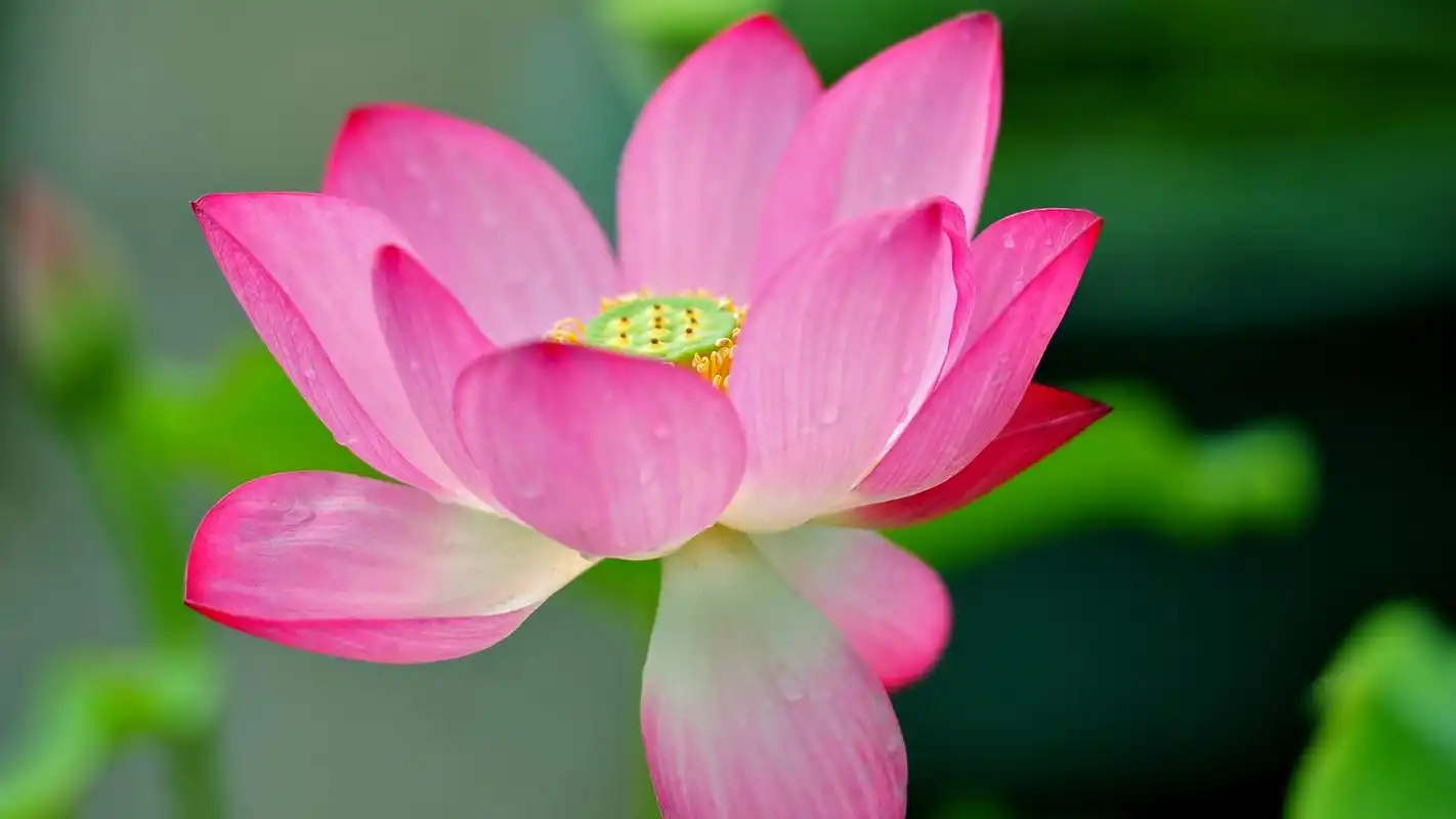 娇艳欲滴的荷花图片电脑桌面壁纸下载高清大图预览1920x1080_植物壁纸