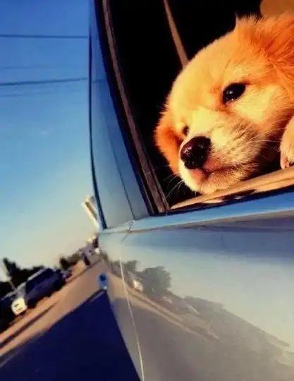 可爱图片萌萌达小狗有意思的 这也是一只有心事的小狗