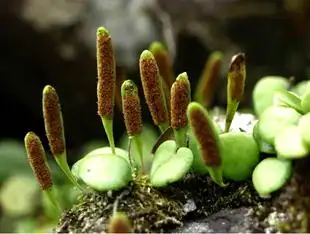伏石蕨40cm 雨林缸生态缸水陆缸 正宗圆叶攀藤造景植物