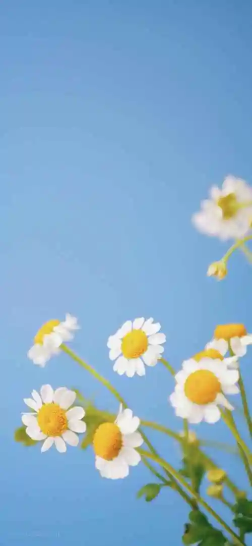 时间:2021-08-23浏览:(608)标签:格式:jpg热门壁纸标签鬼刀不知火舞