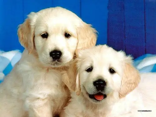 好萌的猫猫狗狗,你一定会喜欢!