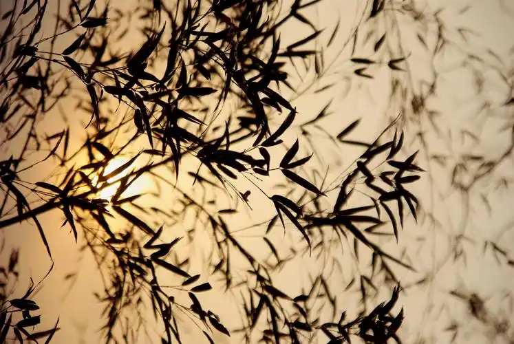 严郑公宅同咏竹翻译及赏析严郑公宅同咏竹阅读答案