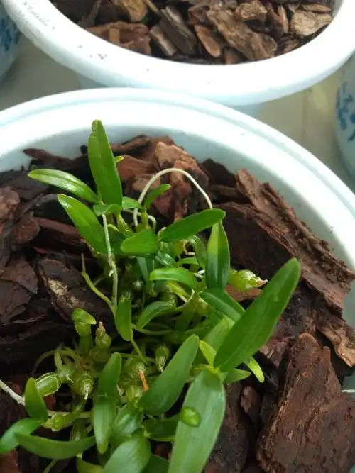 富强生态农业生态正宗霍山石斛风斗品质好品感佳