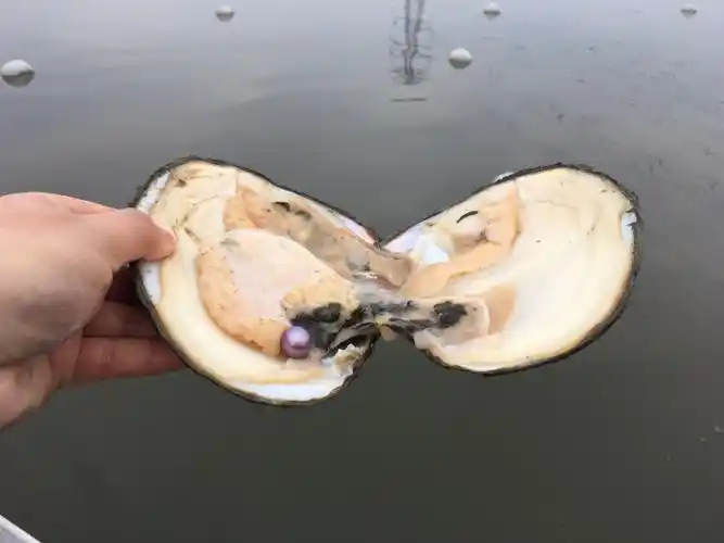 珍珠贝活体淡水珍珠蚌紫色爱迪生单珠自己开鲜活开蚌取珍珠一蚌一珠sn