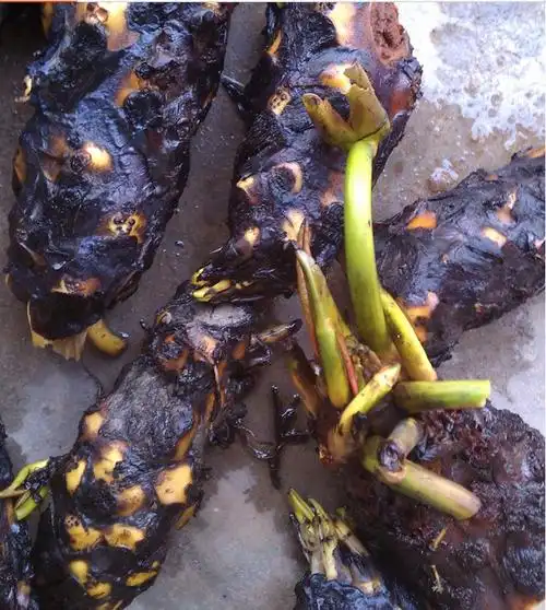 水生植物根块批发 红色系单瓣大睡莲根块水体绿化睡莲根块批发