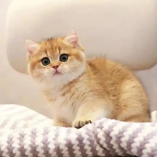 价高～只求科学富养家庭.三猫以上家庭不出哦.父亲金条,辛巴血线.