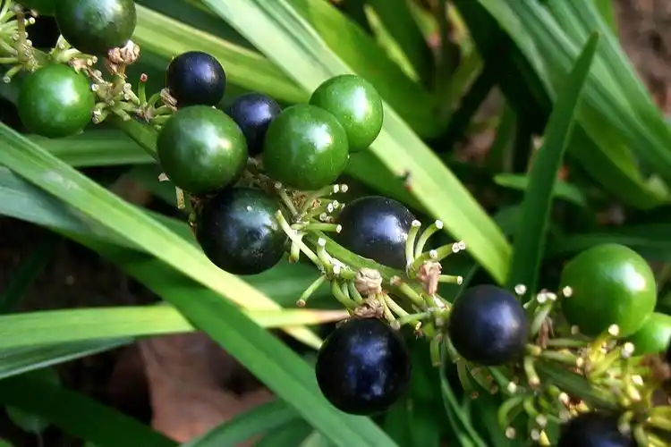 阔叶山麦冬天门冬科山麦冬属