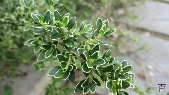 白马骨这种植物农村经常见到,作用广泛,可食用可供盆栽观赏