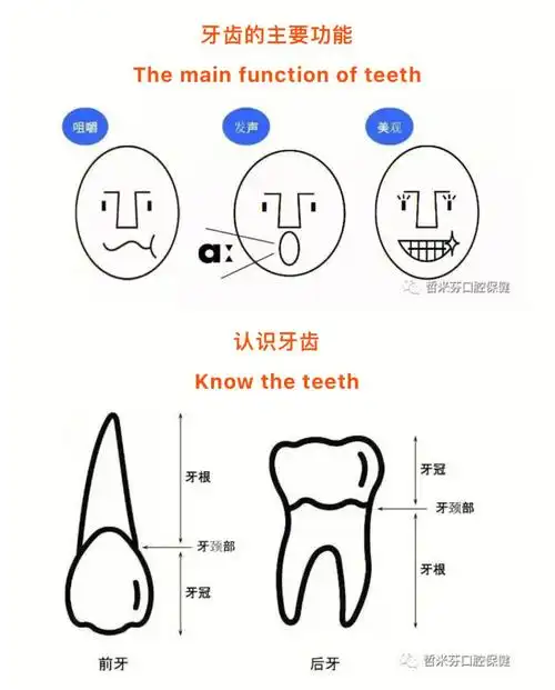 牙科知识图解大全