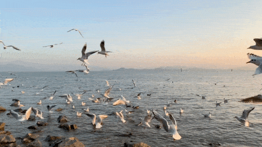 512_288gif 动态图 动图