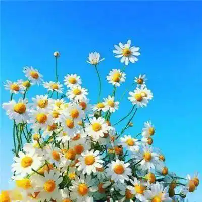 微信头像 | 会带来好运的花朵头像_手机搜狐网