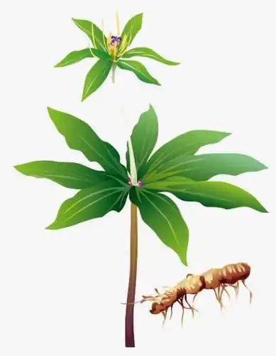 人生若只如初见——痴情者·重楼(中药)