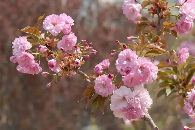 春天的花朵15-八重紫樱