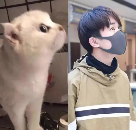 易烊千玺和猫,都是治愈不开心的良药!