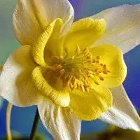 微信植物花花草草高清头像图片【点击鼠标右键下载】