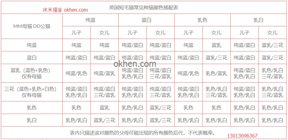 英国短毛猫繁育配色相关问题 英国短毛猫繁殖搭配后带颜色表格和介绍