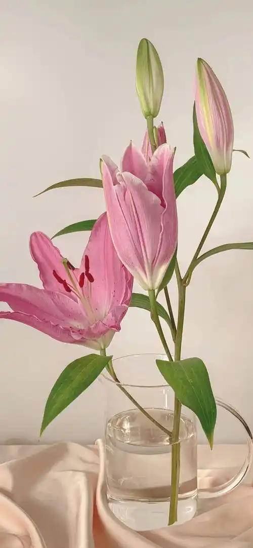 1080_2338竖版 竖屏