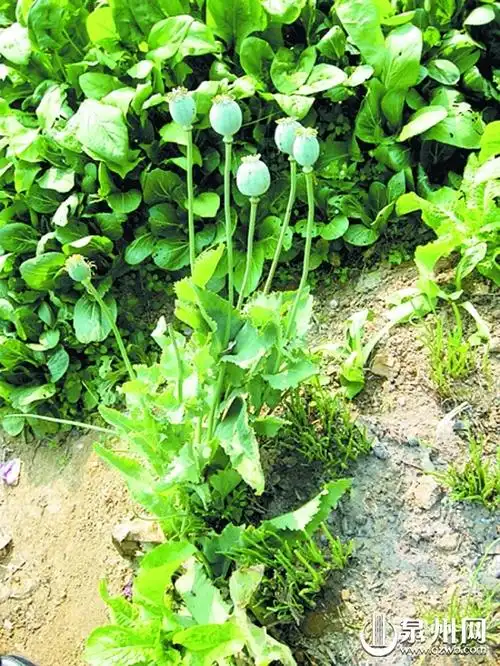 安溪农妇种芥菜竟长出11株罂粟 涉嫌非法种植毒品 - 今日湖头 - 湖头