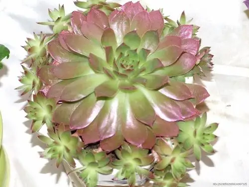 多肉植物观音莲该怎么养