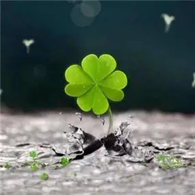 唯美清新的四叶草图片头像