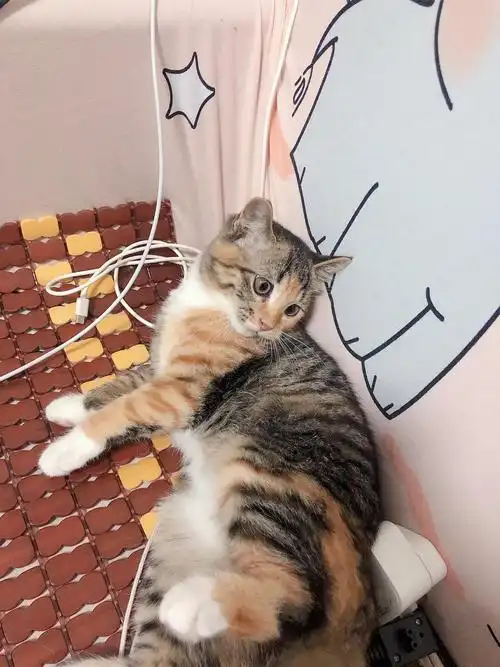 白云区美短橘猫串包子脸小奶猫免费领养