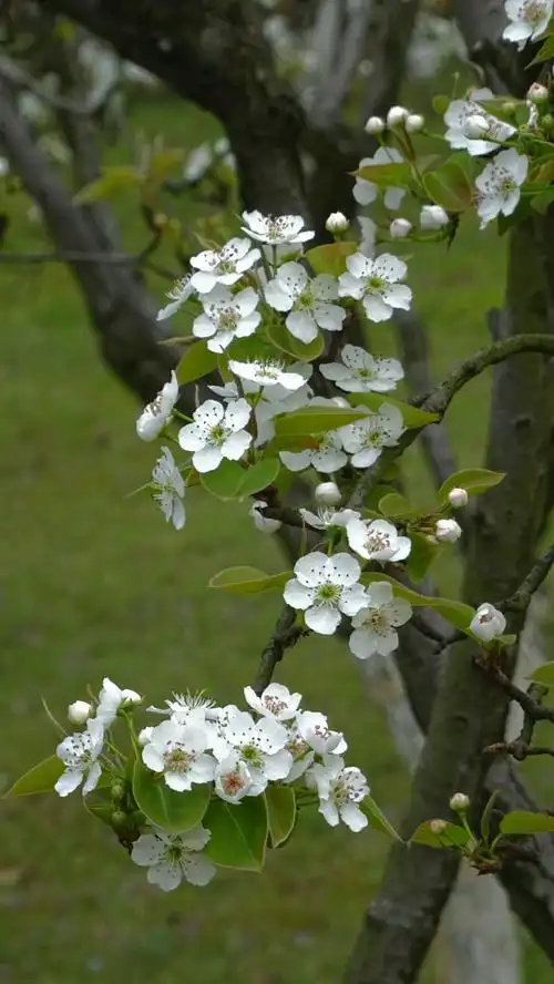 最美的都在下一次的遇见(再拍梨花)