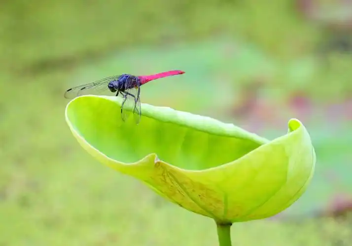 蜻蜓点荷叶 - 萧山生活网