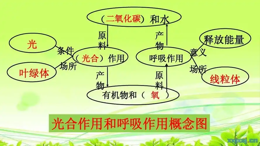 光合作用和呼吸作用概念图