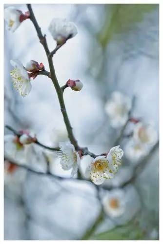 白梅花疑是冬雪尚未消