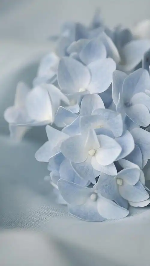 清新淡雅的绣球花,高清图片-壁纸族