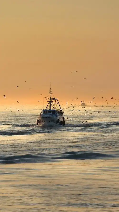 iphone wallpaper sea, birds, gulls, boats, morning