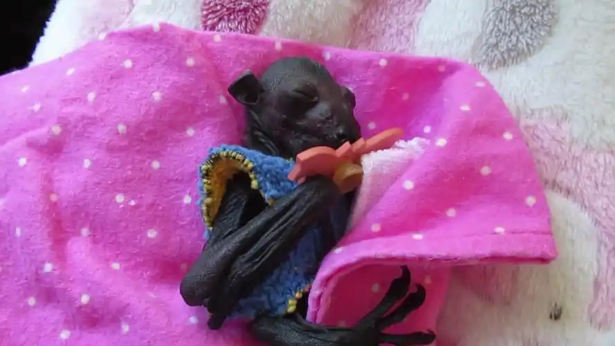 【蝙蝠宝宝】可爱早产儿吃奶奶 丑萌丑萌