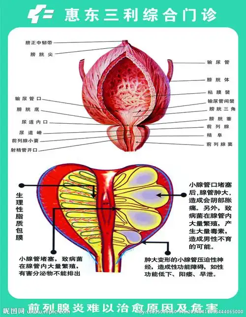 前列腺图片
