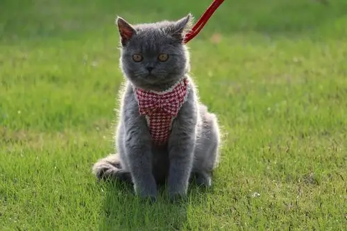 英短 蓝猫 双血统 种公 英国短毛猫