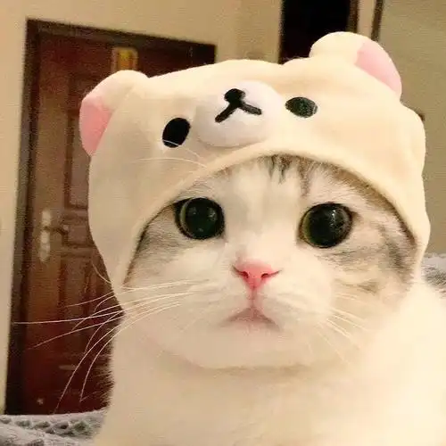 萌宠猫咪头像可爱