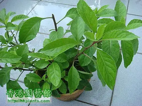 园艺馆 69 园艺 69 农业植物 69 冬冬菜一问 金鸡毛草(又名神奇