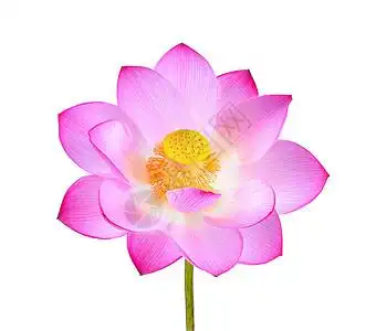 荷花莲花粉红色图片