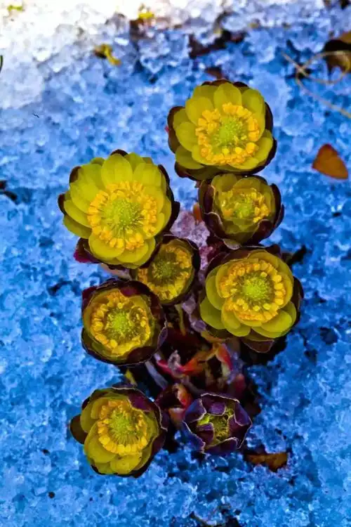 听,冰雪中的小精灵,冰凌花开了