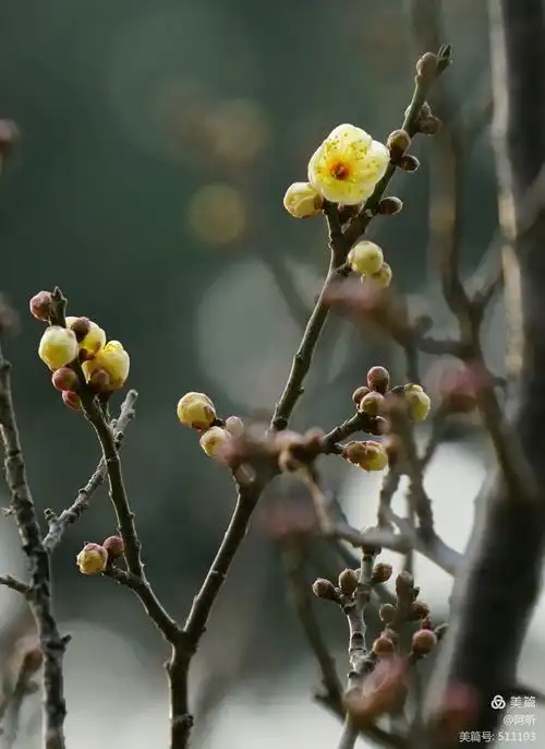 傲骨寒梅初放~龙游梅