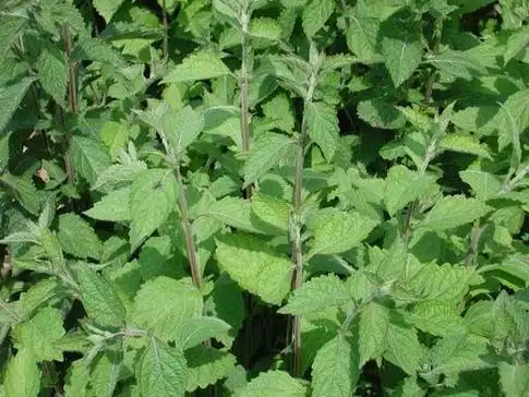 hara)是唇形科香茶菜属多年生草本,无毛或近无毛.根状茎肥大,木质.