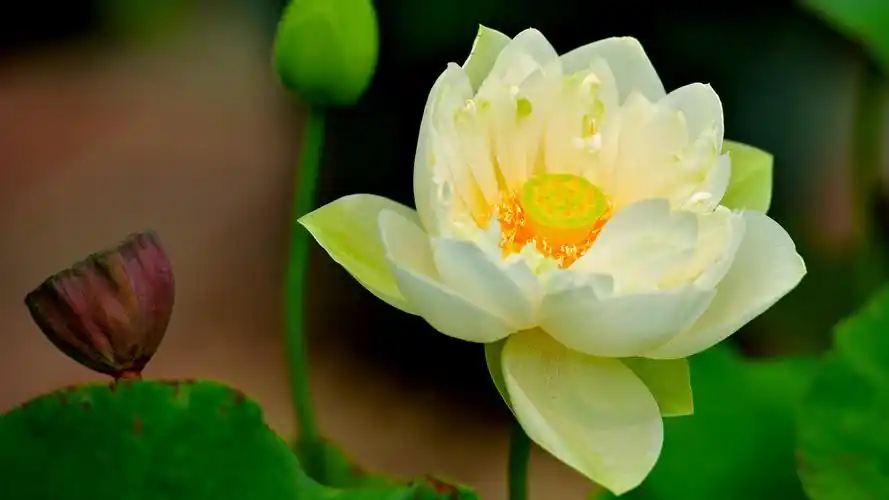 娇艳欲滴的荷花图片桌面壁纸荷花图片唯美图片清新图片自然植物养眼