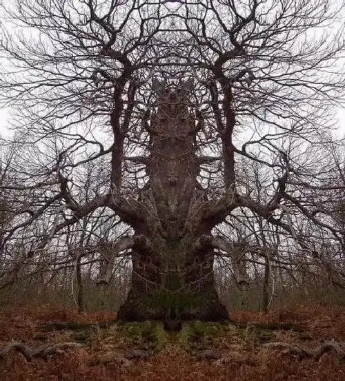 世界各地最奇葩的恐怖树木,你见过几棵?
